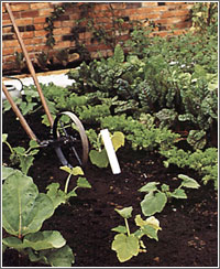 a vegetable garden