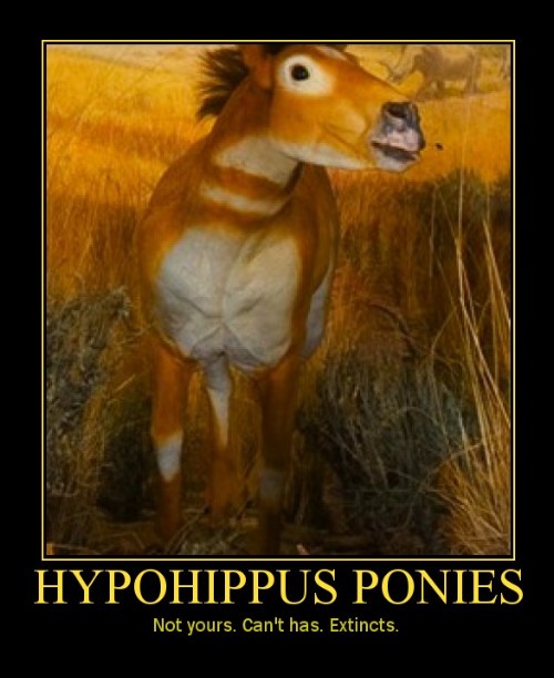 hypohippus-cant-has.jpg