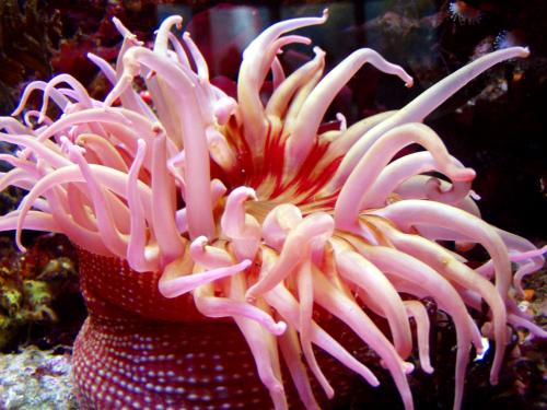 a pink sea anemone