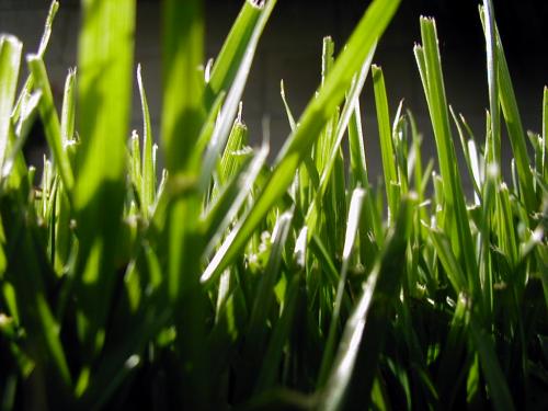 blades of grass