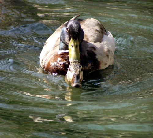 photo: two ducks mating in a pond