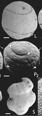 External and internal structures of fossil post-blastula embryos