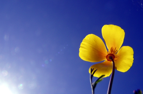 photo: a yellow poppy from below
