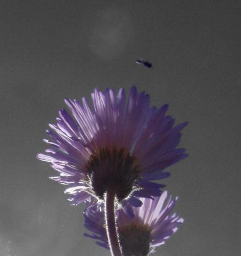 photo: a purple daisy seen from below, against an artificially desaturated sky