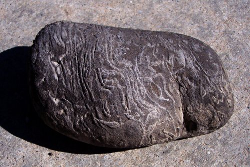 JM's odd rock: gray, rounded, with squiggles