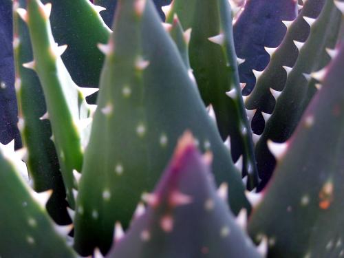 photo: a succulent with spikes. up close. kinda blurry.