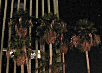 photo: palm trees against a tallish vertical-striped building