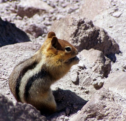 a golden-mantled ground squirrel just kinda hanging out