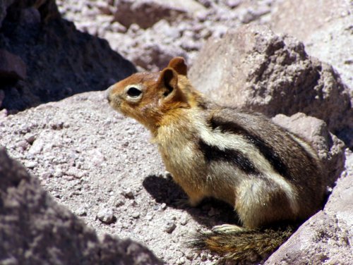 a golden-mantled ground squirrel nibbling on something unidentifiable