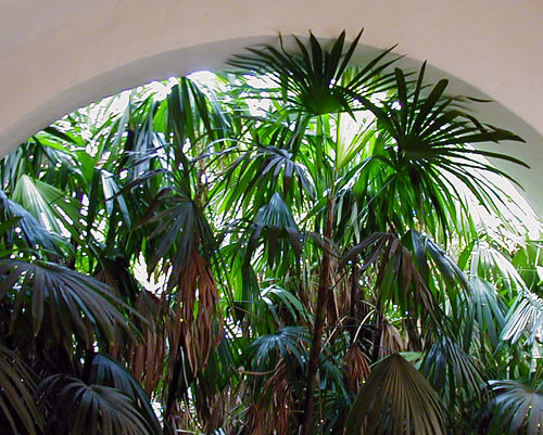 palm trees under an arch