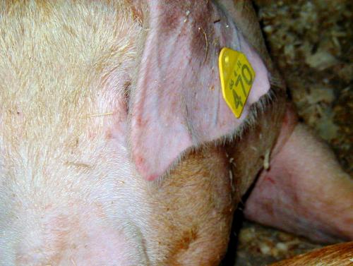 photo: a pig's ear hangs over its eye