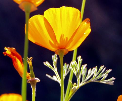 photo: california poppies viewed from below