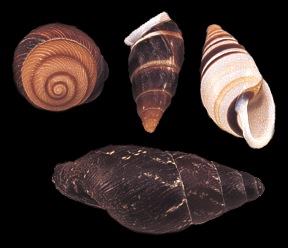 some snail shells