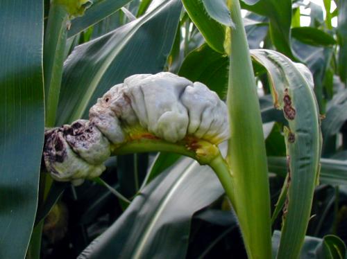 photo: a white-gray accordion-folded smut crawls on a corn stalk