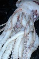 photo: giant squid tentacles