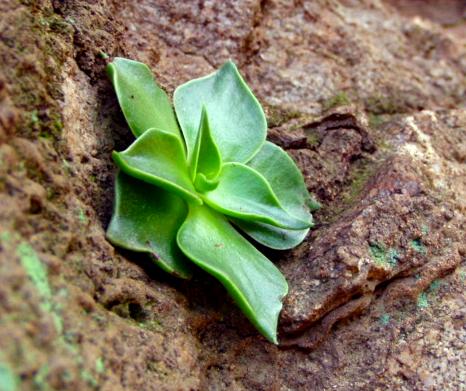 photo: a  little hen and chick type plant growing in a rock