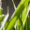close_up_lawn