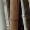 multiple_bamboo