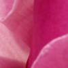 pink_magnolia