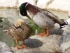 Horny duck couple, drake and hen
