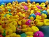 Lots of rubber ducks, floating in a kiddie pool at a carnival
