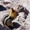 a golden-mantled ground squirrel just kinda hanging out
