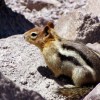 a golden-mantled ground squirrel nibbling on something unidentifiable