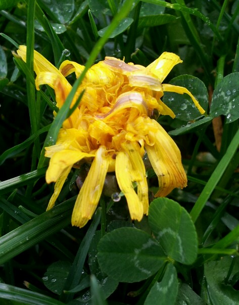 bedraggled dandelion blossom with raindrops